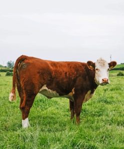 Brown And White Cow On Green Grass painting by numbers