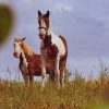 Brown And White Horses paint by numbers