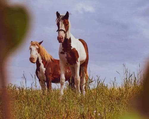 Brown And White Horses paint by numbers