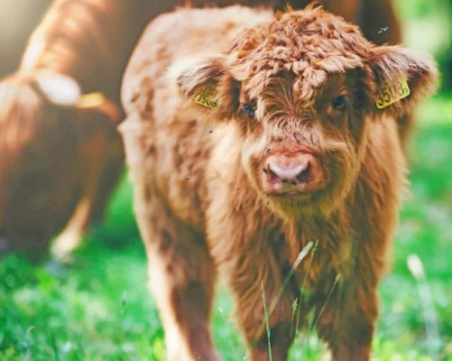 Brown Baby Calf paint by numbers