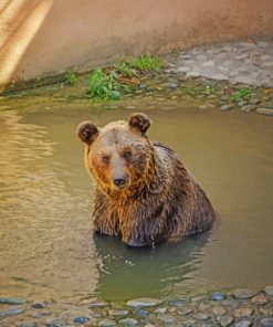 Brown Bear In Lake painting by numbers