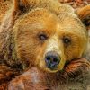 Brown Bear Sleeping On Rock painting by numbers