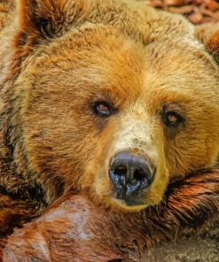 Brown Bear Sleeping On Rock painting by numbers