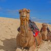 Brown Camels In Desert painting by numbers