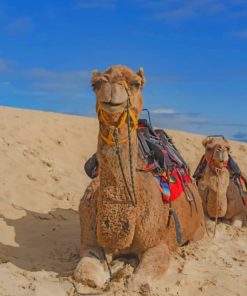 Brown Camels In Desert painting by numbers