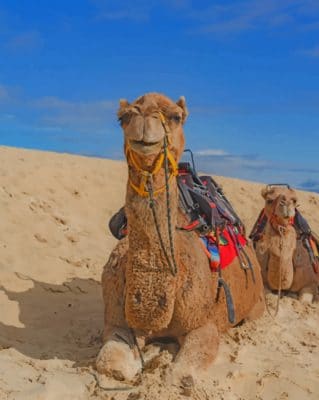 Brown Camels In Desert painting by numbers