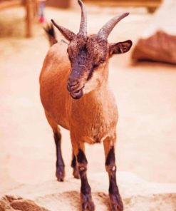 Goat On A Rock paint by numbers