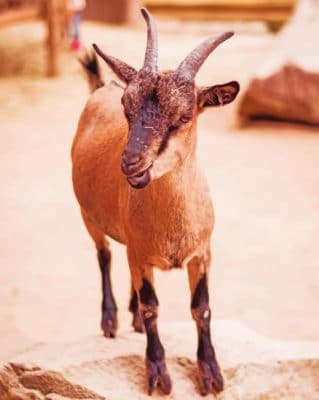 Goat On A Rock paint by numbers