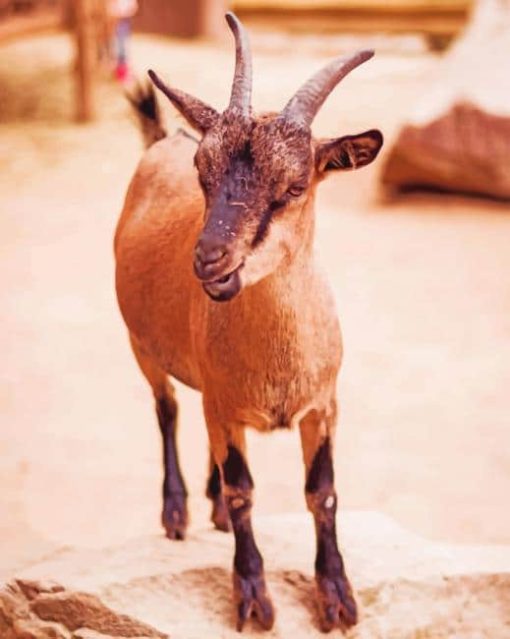 Goat On A Rock paint by numbers