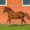 Brown Horse Near The Wall paint by numbers