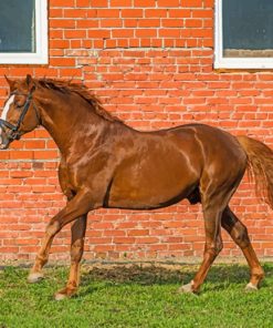 Brown Horse Near The Wall paint by numbers