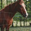 Brown Horse Behind The Fence paint by numbers