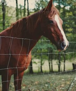 Brown Horse Behind The Fence paint by numbers