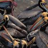 Brown Pelican painting by numbers