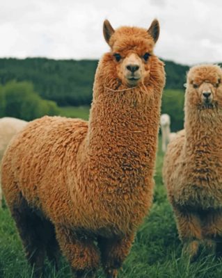 Brown Llamas painting by numbers