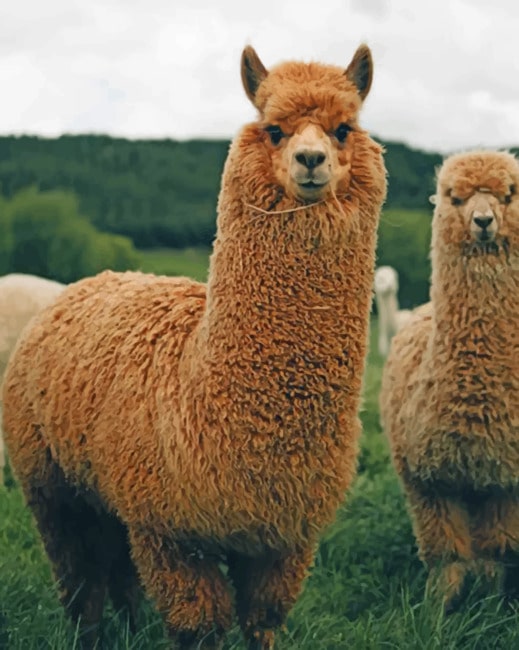 Brown Llamas painting by numbers