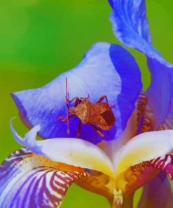 Brown Bug On A Flower paint by numbers