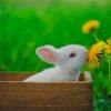 White Bunny Smelling Flowers paint by numbers