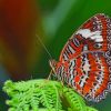 Butterfly On A Leaf paint by numbers