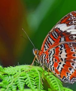 Butterfly On A Leaf paint by numbers