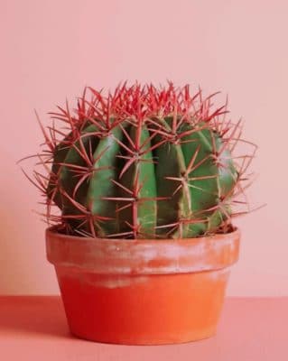Cactus Plant paint by numbers
