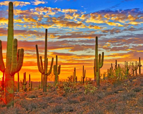 Cactus In The Cloudy Desert paint by numbers