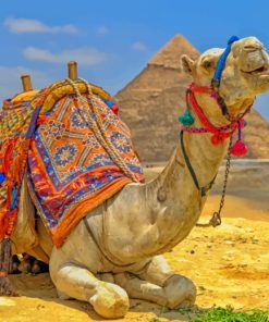 Camel Laying Near The Pyramids paint by numbers