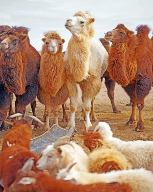Brown Camels And Goats paint by numbers