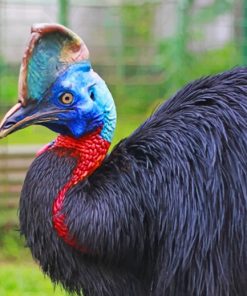 Cassowary Bird paint by numbers