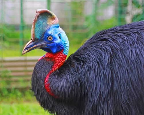 Cassowary Bird paint by numbers