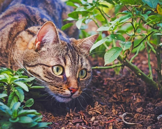 Cat In The Bushes paint by numbers
