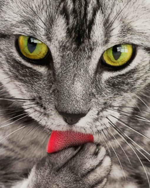 Yellow Eyed Cat Close Up paint by numbers