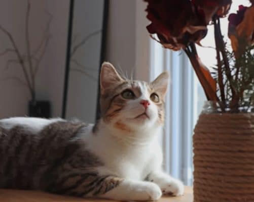 Grey And White Cat Gazing paint by numbers