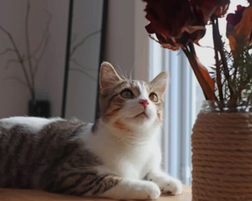 Grey And White Cat Gazing paint by numbers