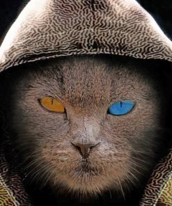 Cat In Hood painting by numbers