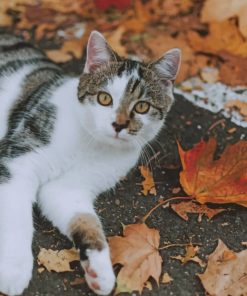 Cat Laying And Autumn Leaves paint by numbers