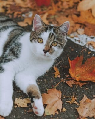 Cat Laying And Autumn Leaves paint by numbers