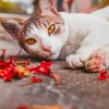 White Cat Lying On The Ground paint by numbers