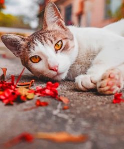 White Cat Lying On The Ground paint by numbers