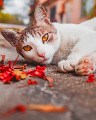 White Cat Lying On The Ground paint by numbers