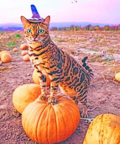 Cat On Pumpkin paint by numbers