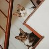 Cats On The Stairs paint by numbers