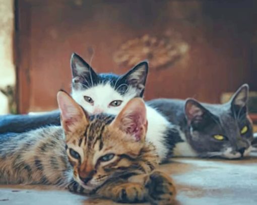 Three Cats Laying paint by numbers