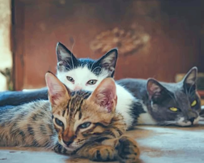 Three Cats Laying paint by numbers