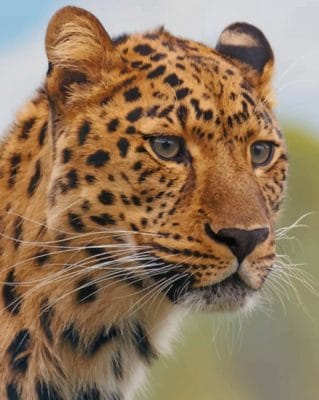 Cheetah Leopard paint by numbers