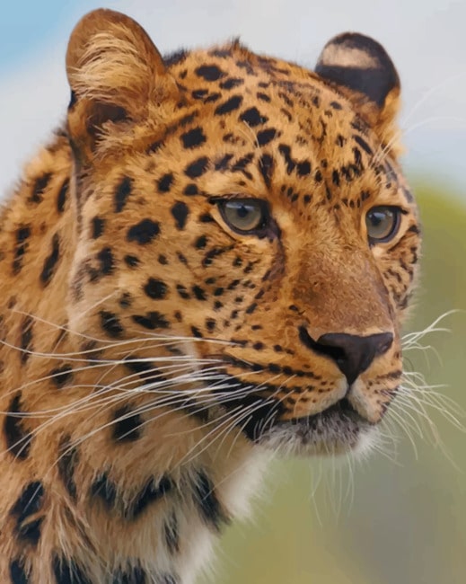 Cheetah Leopard paint by numbers