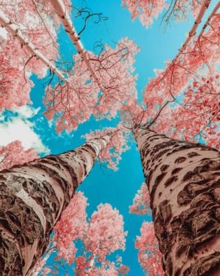 Cherry Blossom Trees painting by numbers