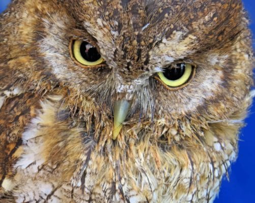 Close Up Photo Of Owl painting by numbers