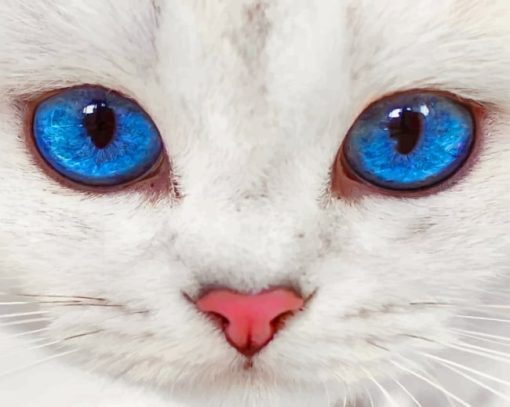 Close Up White Cat paint by numbers