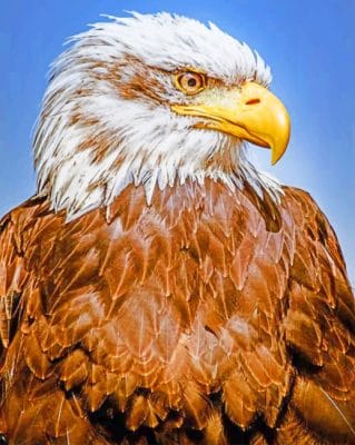 Close Up Bald Eagle painting by numbers